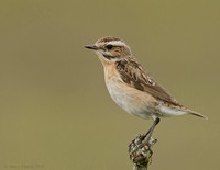 Whinchat (female)