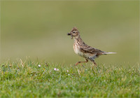 Skylark