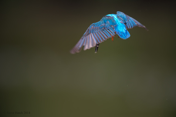Kingfisher hover