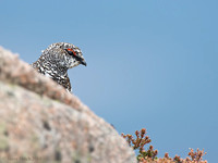 Ptarmigan