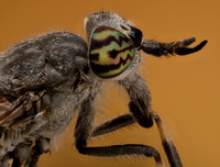 Notch-horned cleg