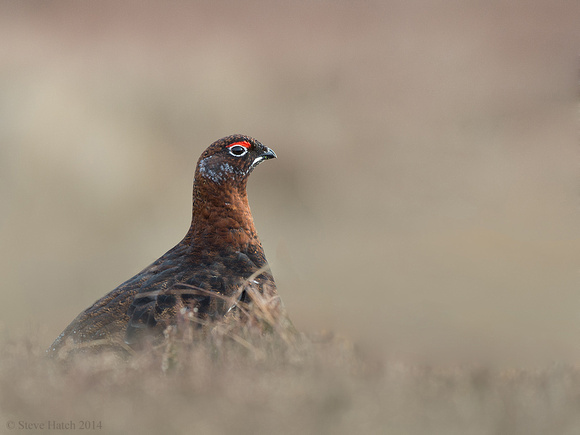 Male  Red grouse