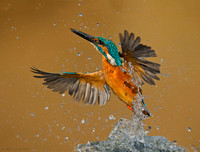 Hoopoe/Kingfishers