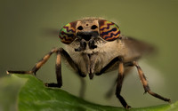 Notch-horned cleg