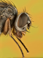 Lesser house fly