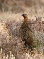 Female Red grouse