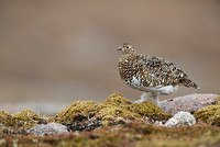 Ptarmigan